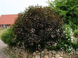 Dunkelrote Blasenspiere Diabolo Physocarpus Opulifolius Diabolo Baumschule Horstmann Blasenspiere Garten Pflanzen Bepflanzung