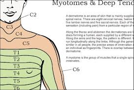 dermatomes myotomes and dtr poster 24 x 36 chiropractic medical chart