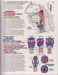 Heart anatomy coloring page from anatomical heart coloring pages. Vocal Anatomy 101 An Introduction The Liberated Voice