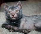 Lykoi (Werewolf cat): traits and pictures