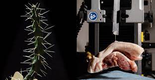First it hurt, as any puncture would, there was about eight little holes in my wrist where i'd accidentally slammed my wrist down on the plant, battling a well rooted weed in the garden. Cactus Spine Shapes Determine How They Stab Victims Science News