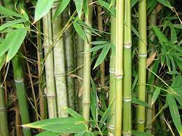 Do you own a bamboo cutting board or would you like to buy one? About Bamboo Plants Varieties That Aren T Invasive Fastgrowingtrees Com
