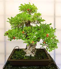 This juniper is tested to be more than 1000 years old, collected in the wild in japan. Bonsai Wikipedia