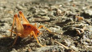 If camel crickets are hopping around while you sleep you will no doubt want to get rid of them. Why Do Camel Crickets Jump At You Pest Control Zone