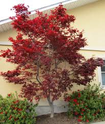 Emperor I Japanese Maple Japanese Maple Tree Varieties Red Maple Tree Japanese Maple Tree