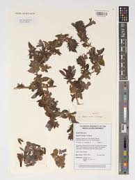 Image result for Barleria pseudosomalia