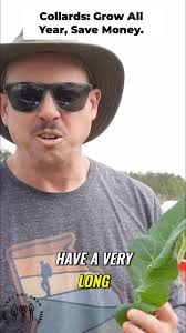 #greens #collards #coldtolerant #coldhardy #nutrition #powerhouse  #gardentips