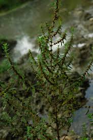 Image result for Ammannia baccifera