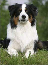 Check spelling or type a new query. Australian Shepherd
