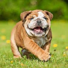 Bulldogs happen to be one of the most popular dog breeds in america, so you'll definitely be able to find one right now! 1 Bulldog Puppies For Sale In Seattle Wa Uptown