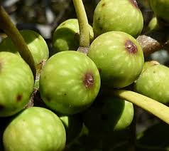 Image result for Ficus ingens