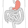 The first part lies in front of the gastroduodenal. 1
