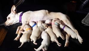 A difficulty with chihuahuas is that their blood sugar dips and that results in shakes and possible coma. Chihuahua Gives Birth To 11 Puppies Possibly Making A New World Record Newshub