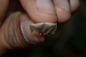 Image result for Dolichos trilobus