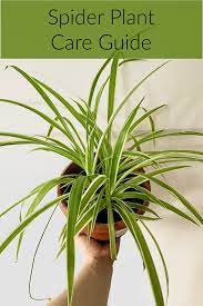 Spider Plant Indoor Plant Care Guide In 2021 Spider Plants Plant Care Plants