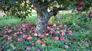 Apple tree from seed to fruit. Travelling Seeds Earth Rangers Where Kids Go To Save Animals