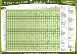 How To Garden Companion Planting Pollinators Fields Of Gold