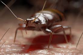 These pests like to hide anywhere they can and are difficult to track down. Bed Bugs Pest Control Guardian Pest Management