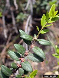 Image result for Clutia paxii