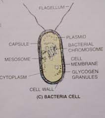 Jun 14, 2018 · prokaryotic cells (like bacteria) are very simple cells. Name And Draw A Cell Which Does Not Have A Well Defined Nuclear Region Label Any Four Part Brainly In