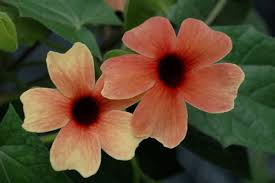 Image result for Thunbergia annua