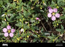 Image result for Fagonia