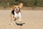 10 Healthiest Dog Breeds | PetMD