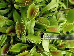 Image result for Droseraceae