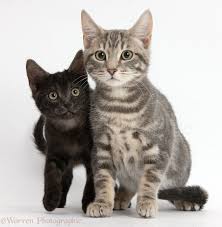 Check spelling or type a new query. Tabby Cat And Smoke Black Kitten Photo Wp37951