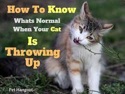 How To Know Whats Normal When Your Cat Throws Up Cat Throwing Up Cats Sick Cat