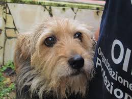 Si tratta di una banca dati, alimentata dalle singole anagrafi territoriali, che intende fornire online i riferimenti utili per rintracciare il luogo di registrazione di un cane smarrito e il suo legittimo proprietario. Scappa Da Casa In Toscana Ricompare Nel Lazio Ma Nessuno Controlla Il Microchip Cane Di Proprieta Resta Oltre Un Anno In Canile Fino All Intervento Delle Guardie Zoofile Oipa Guardie Zoofile Oipa