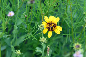 Image result for Bidens kirkii