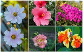 Raleigh, nc | downtown raleigh. Gorgeous North Carolina Perennials Garden Lovers Club