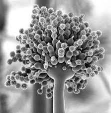 In addition to producing extracellular enzymes and citric acid, a. Aspergillus Niger Microbewiki