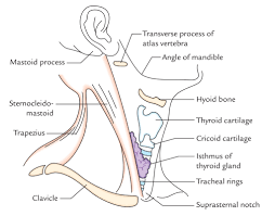 Line diagrams have also been included either when needed or when a surgical photograph does not. Easy Notes On Neck Learn In Just 4 Minutes Earth S Lab