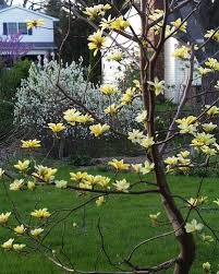 Magnolia Acuminata X Denudata Butterflies Cucumbertree Magnolia Magnolia Trees Flowering Trees Garden Trees