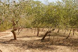Image result for Ziziphus mauritiana