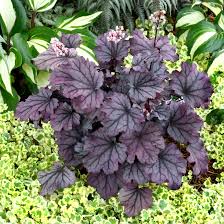 How To Grow And Save Heucheras Popular With Northwest Gardens And Hummingbirds Alike The Seattle Times Leaves take on a rosy blush overtone later in the season. how to grow and save heucheras