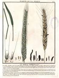 Image result for Ergotism