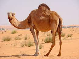 To dream of a camel insinuates that you have to use more caution in your life, like it is the care of your health or to consume healthy and fresh foods daily. Why Dream Of Riding A Camel Camel Miller S Dream Book Muslim Dream Book Why Do Camels Dream If The Camel Is Dreaming In The Ukrainian Dream Book