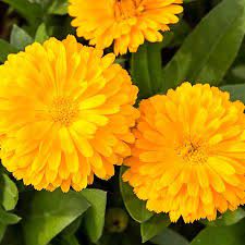 Calendula Seeds Pacific Beauty Yellow Flower Seeds In Packets Bulk Eden Brothers Calendula Calendula Flower Flower Seeds