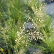 Image result for Sporobolus