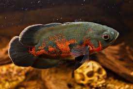 Jenis ini sangat mirip dengan ikan lemon, dari segi warna hingga bentuk tubuh tak jauh berbeda. 11 Jenis Ikan Oscar Paling Bagus Dan Harganya Hobinatang