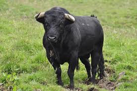 In the terms of yin and yang (阴阳. What Is The Difference Between An Ox And A Bull Different Cattle Terminology