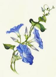 Needle Painted Morning Glories Canevasfolies Blog In 2020 Vine Drawing Flower Drawing Morning Glory Tattoo