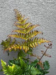 Image result for Dryopteris