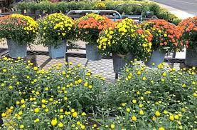 We did not find results for: 5 Tips For Keeping Your Fall Mums Happy Healthy And Beautiful Triblive Com