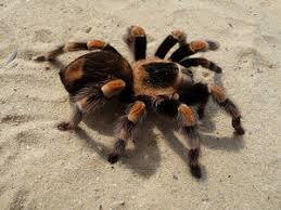 Image result for Tarantula Bite