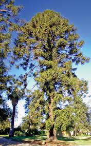 Image result for Arauk rie Araucaria