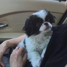 Yoshi Coming Home From Airport Japanese Chin Teacup Puppies Doggy